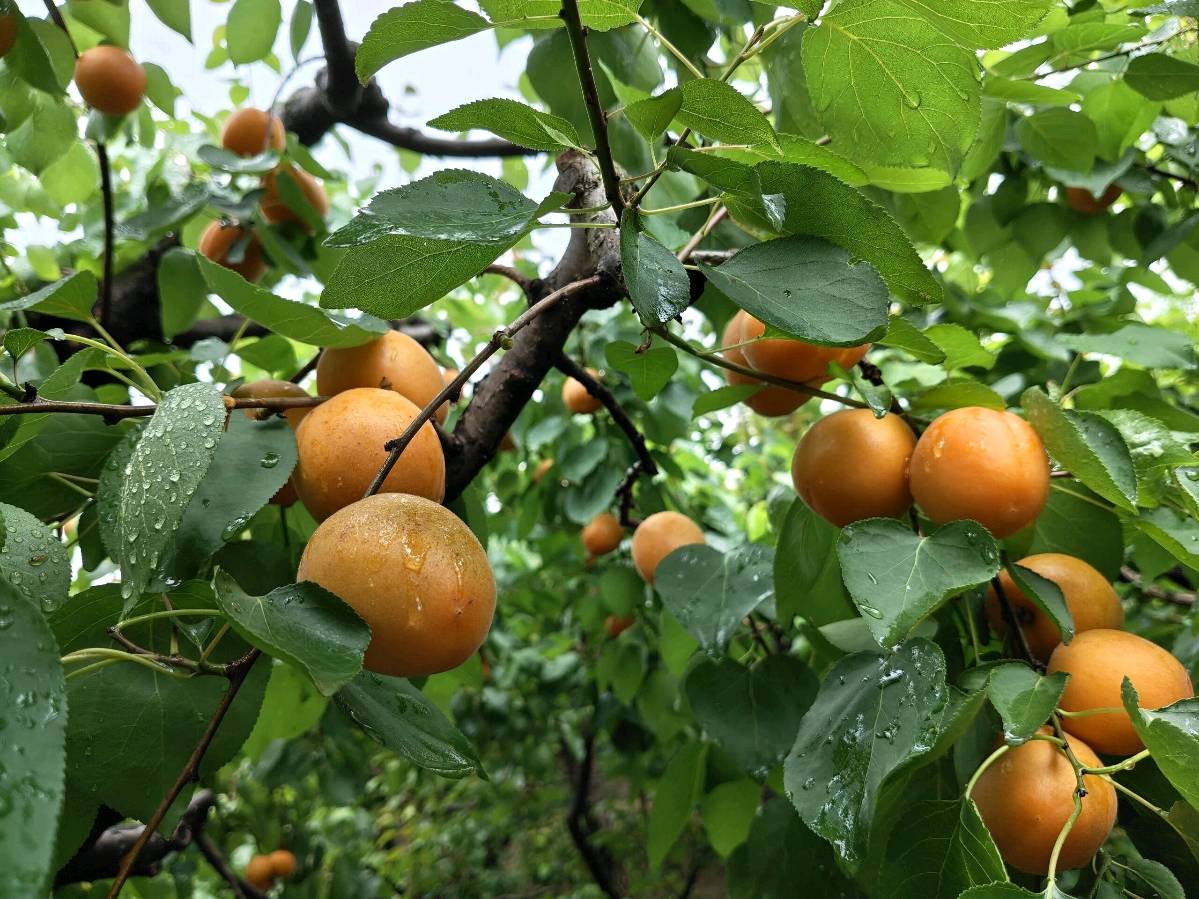 麦黄杏(通韵)文/赵钟铭（图4）