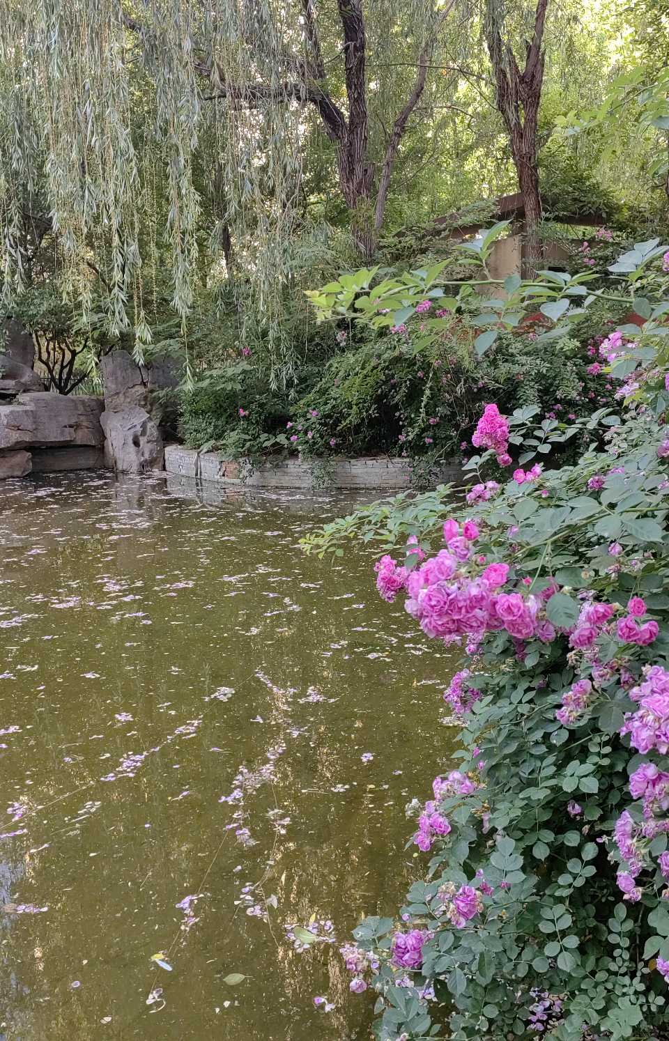落花成诗🌸（图9）