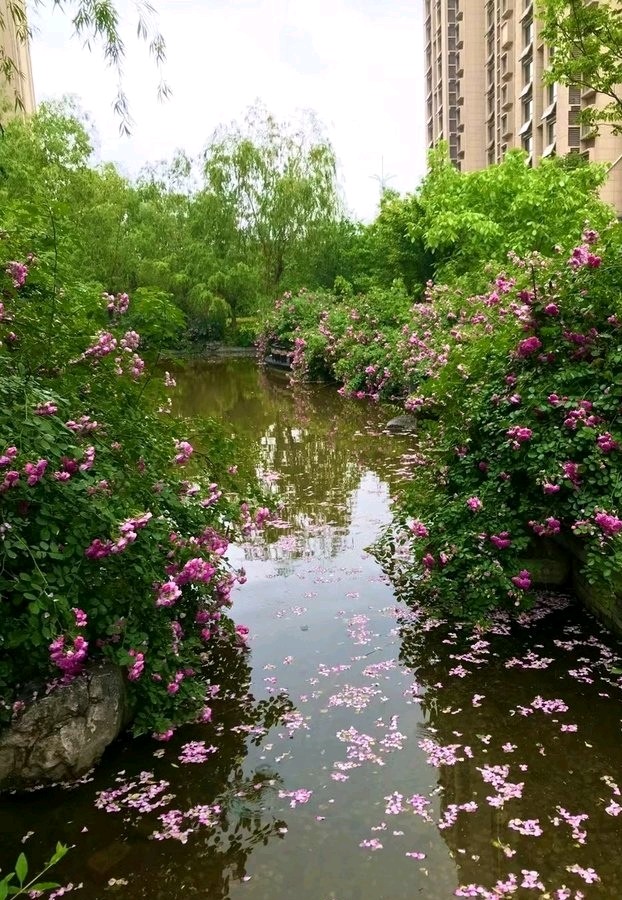落花成诗🌸（图5）