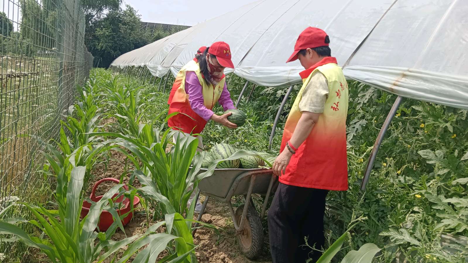 田间地头助农忙 志愿赋能增信心（图5）