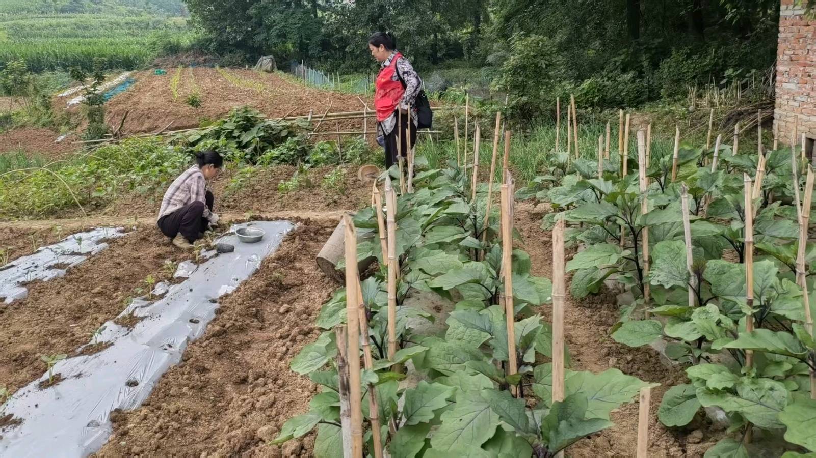 种养双拓致富路 勤劳深耕稳增收（图4）