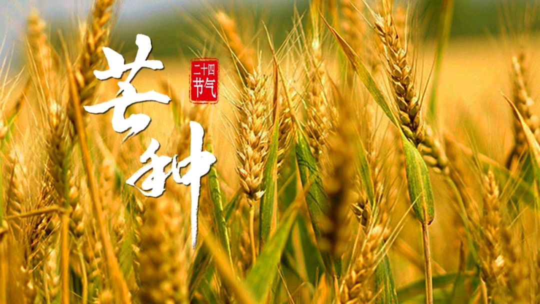 《中华好诗词》分享(山东郓城)著名作家诗人梁邦焕先生《五绝.芒种……》(2026年第55期)请欣赏(图7)