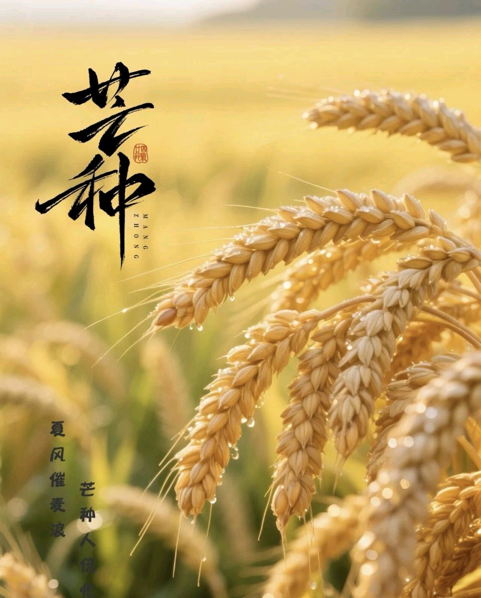 藏头诗:芒种时节文/王俊杰(天津)（图3）