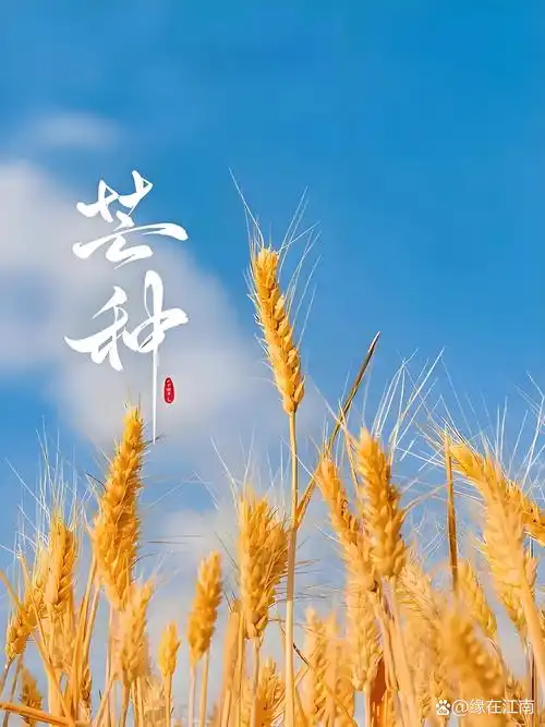 芒种||巴彦诗协【1165】（图2）