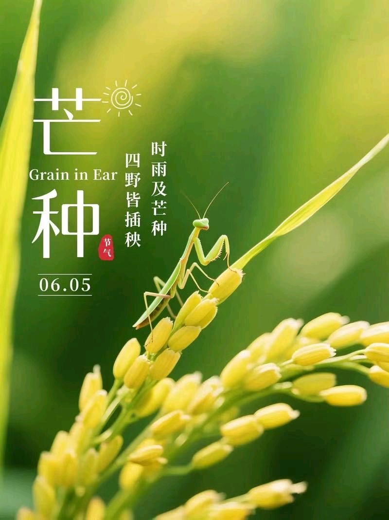 《九江文学社.北京头条》丙午芒种节气专刊（图13）