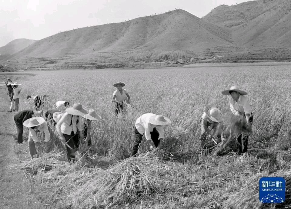 【燕赵文学】诗歌：芒种（外一首）河北/康秀炎