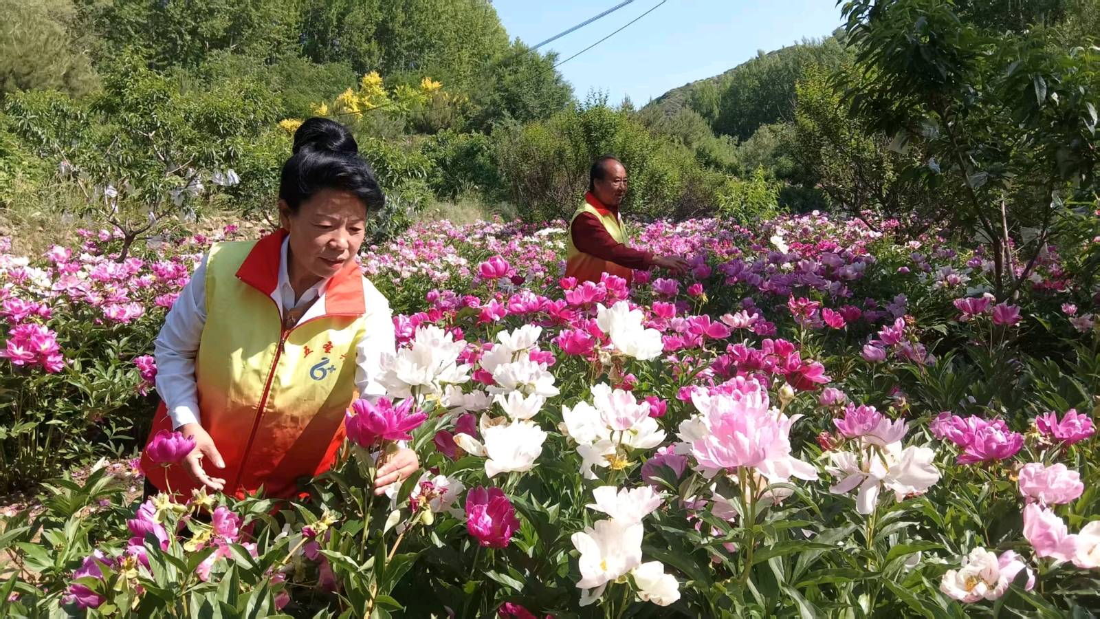 实地调研摸实情 志愿献策促发展（图2）