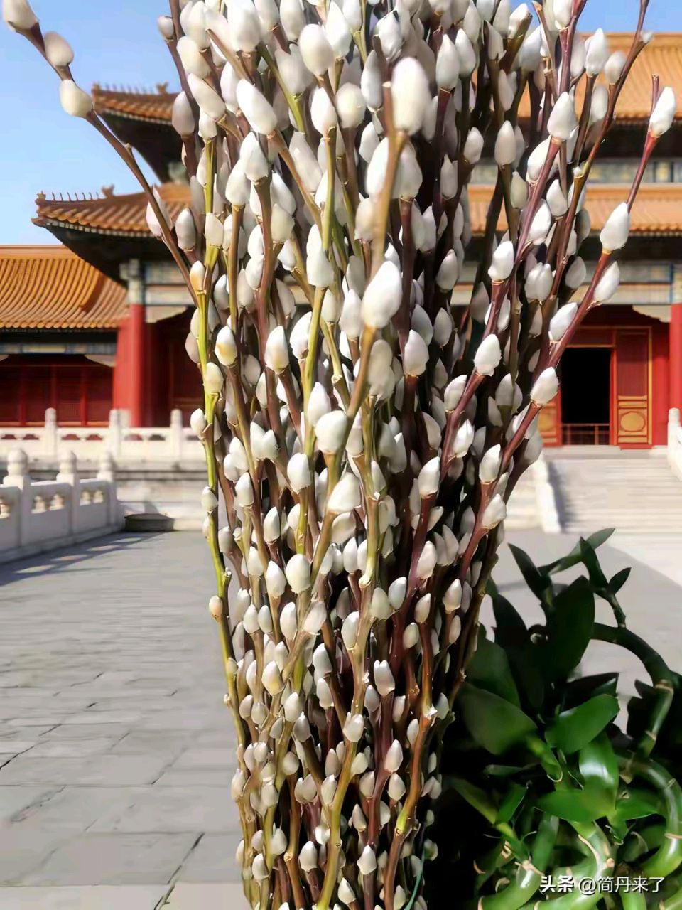 【昊昊海峡新干线副刊】庭院銀柳花（作者 : 昊昊/中國臺灣）……莲叶之珠文学社（图3）
