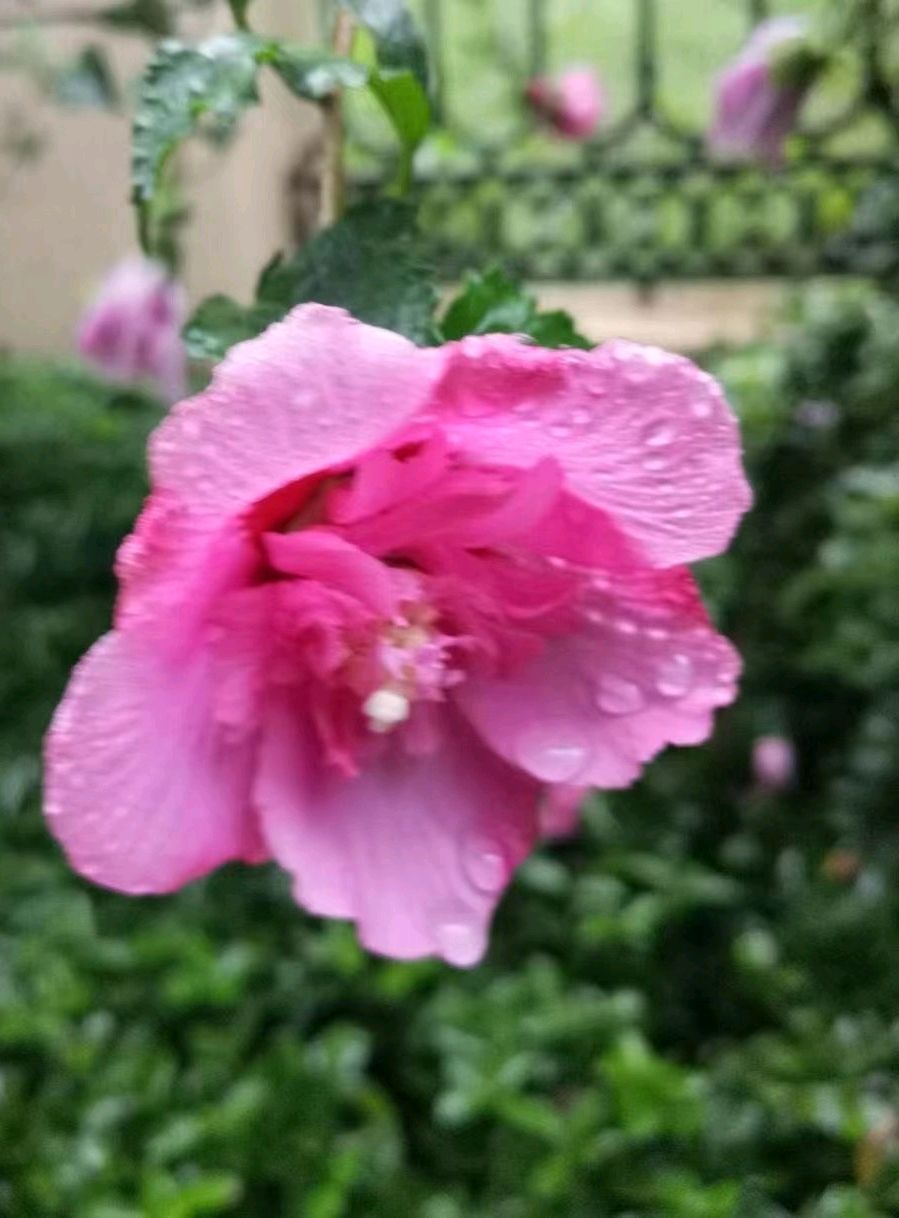 如梦令.雨后木槿花☔（图2）