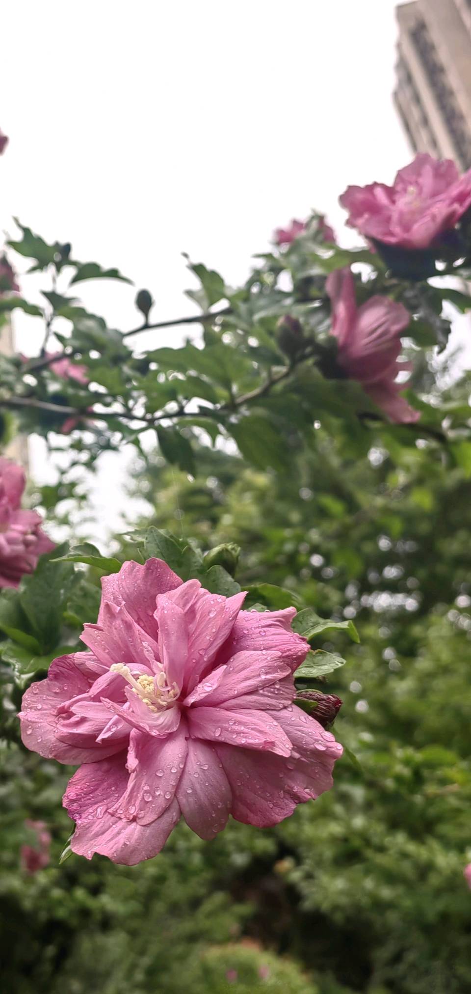 如梦令.雨后木槿花☔（图3）