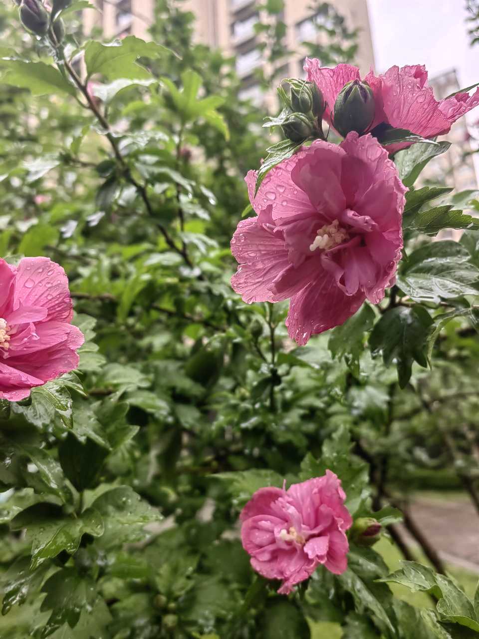 如梦令.雨后木槿花☔（图8）