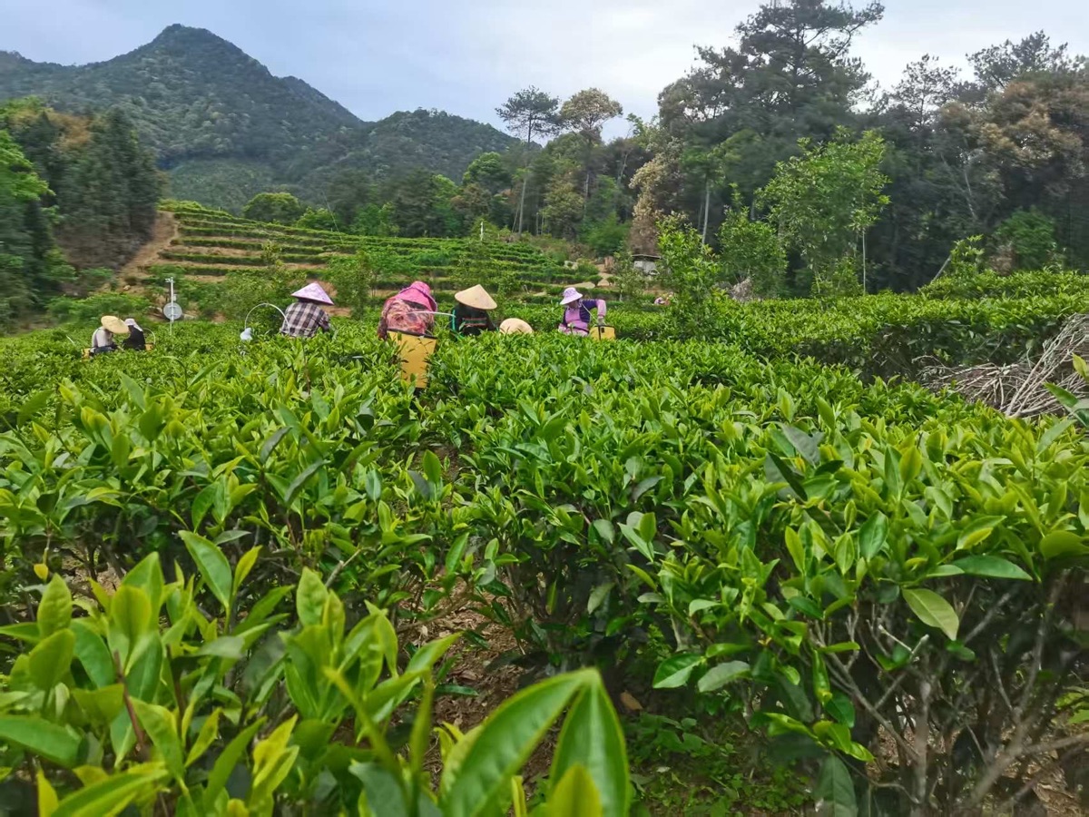 海外头条：采风大航海家'王景弘茶' 基地｜作者||张永和（图6）
