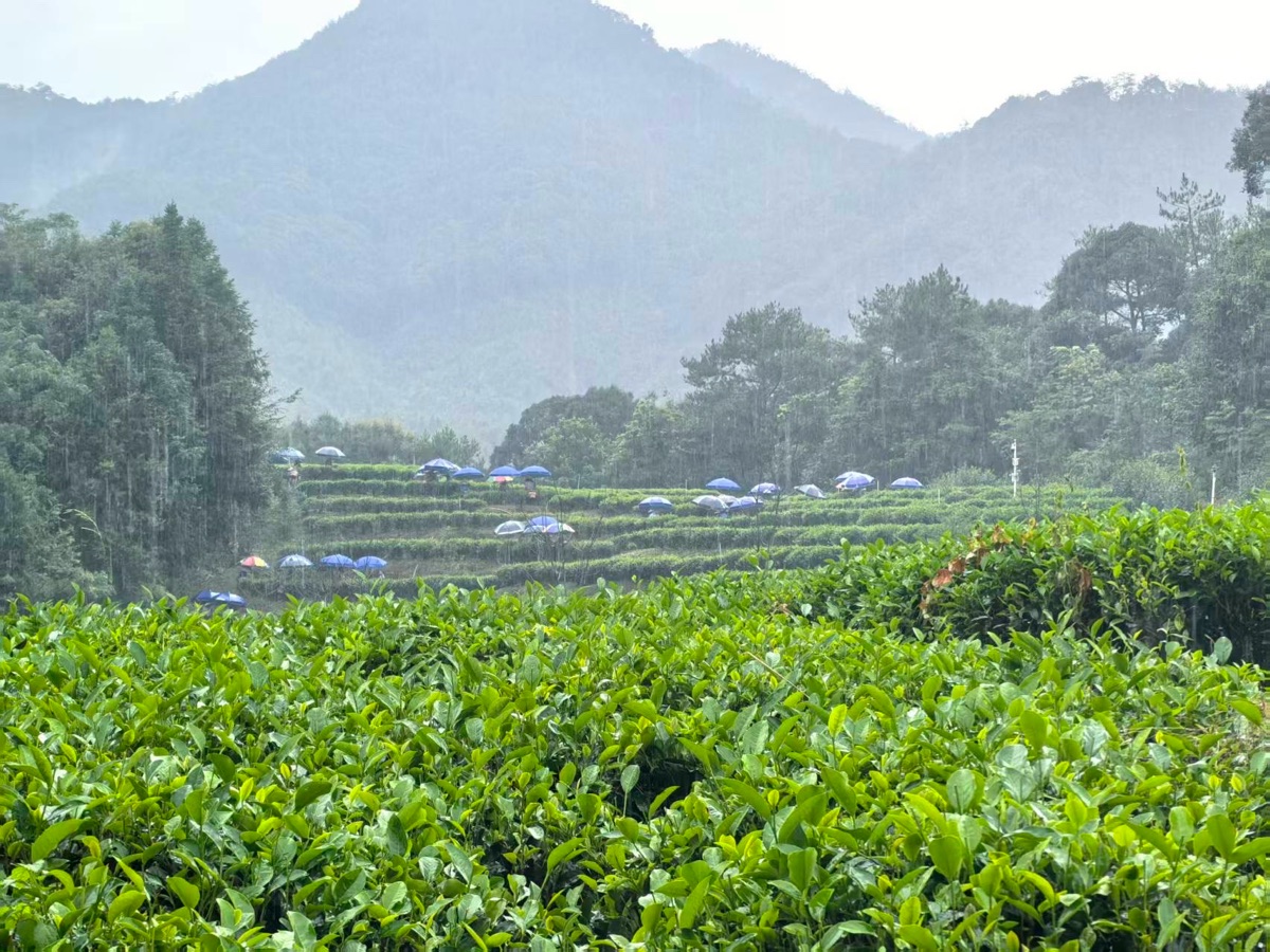 海外头条：采风大航海家'王景弘茶' 基地｜作者||张永和（图7）