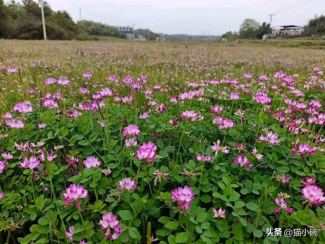 微型散文诗《一寸紫香肥故土》（图3）