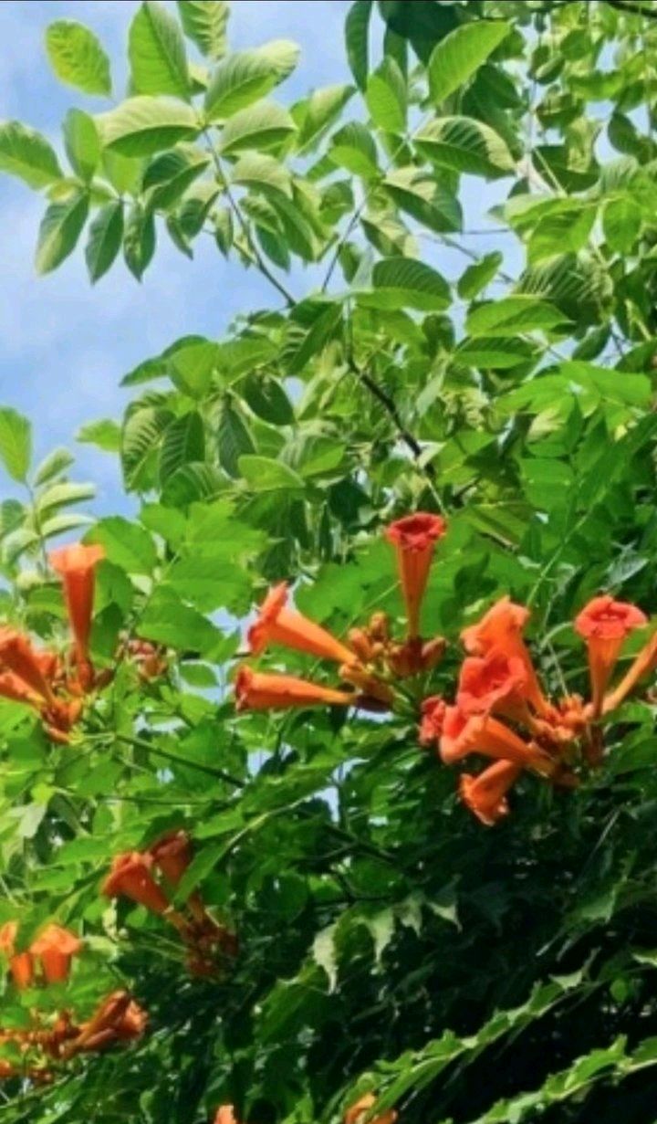 凌霄花似进军号（图6）