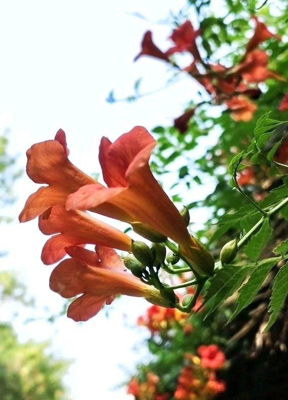 凌霄花似进军号（图4）