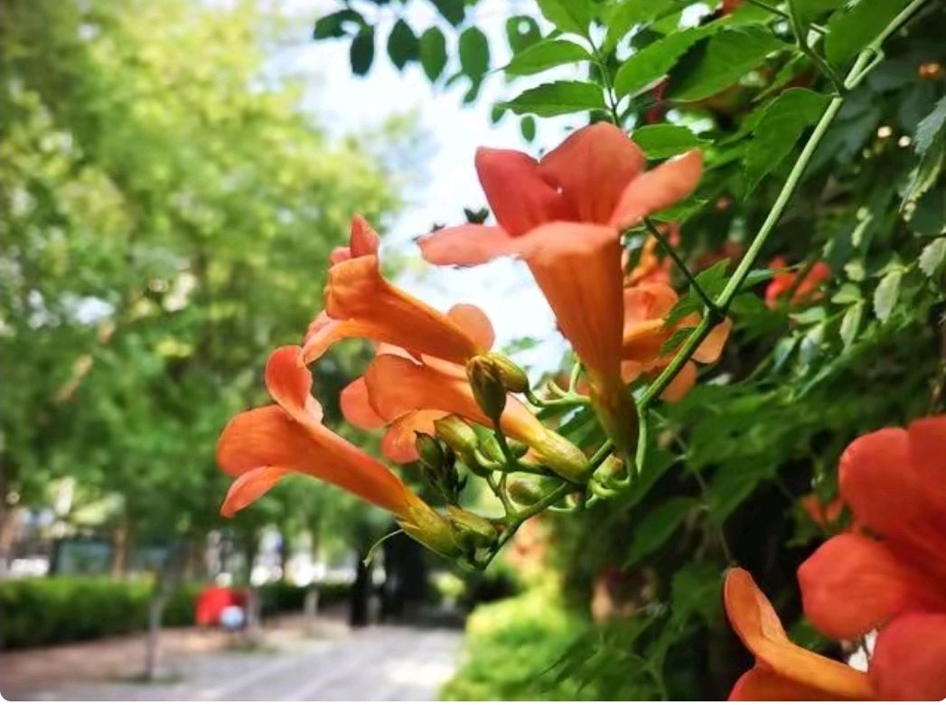 凌霄花似进军号（图7）