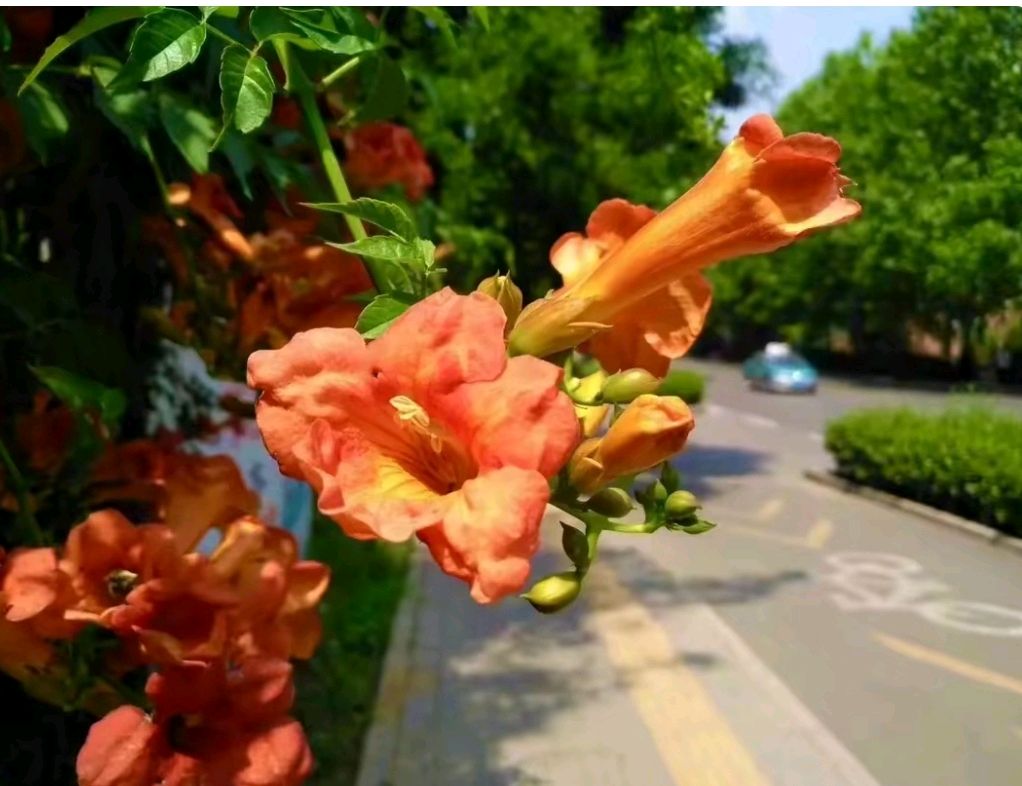 凌霄花似进军号（图2）