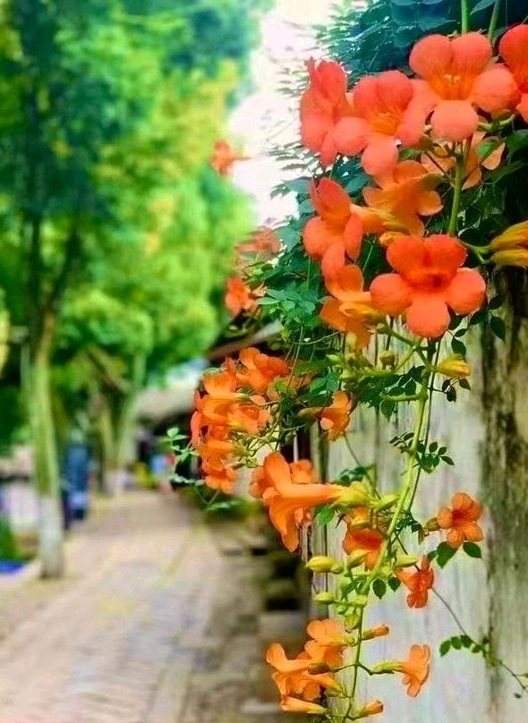 凌霄花似进军号（图5）