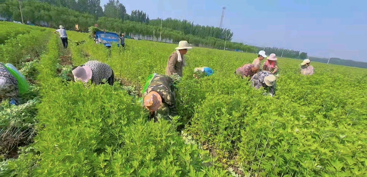 【燕赵文学】纪实散文：艾草飘香满珍溪（安徽/陈耀进）（图4）