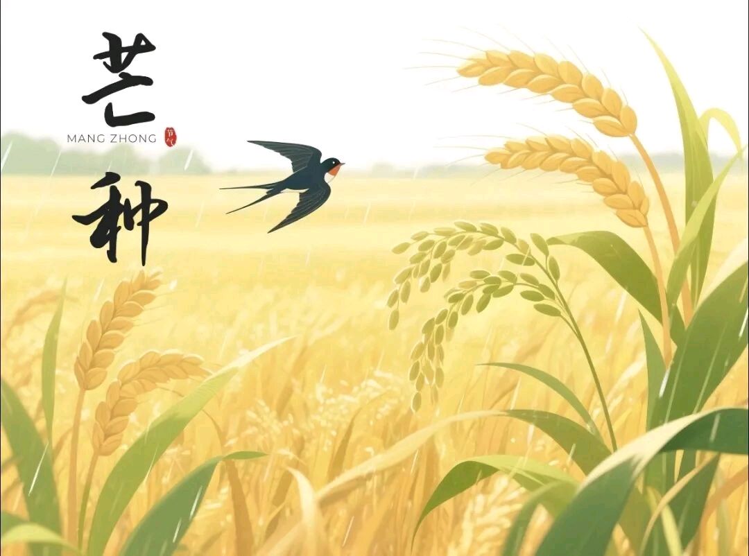 行香子·芒种（词林正韵第二部，依龙谱苏轼体）文/戴树岩（图3）