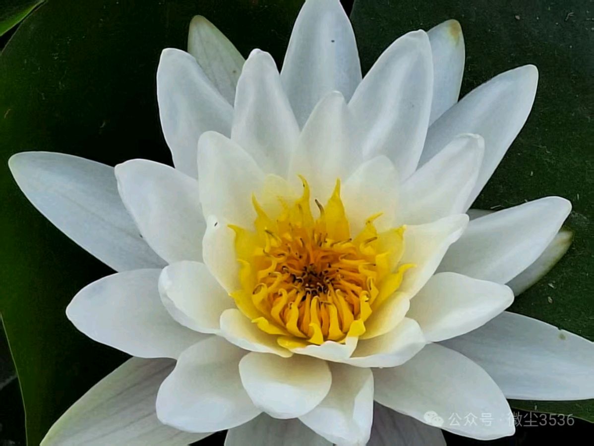 三元七绝~荷花节/詹成