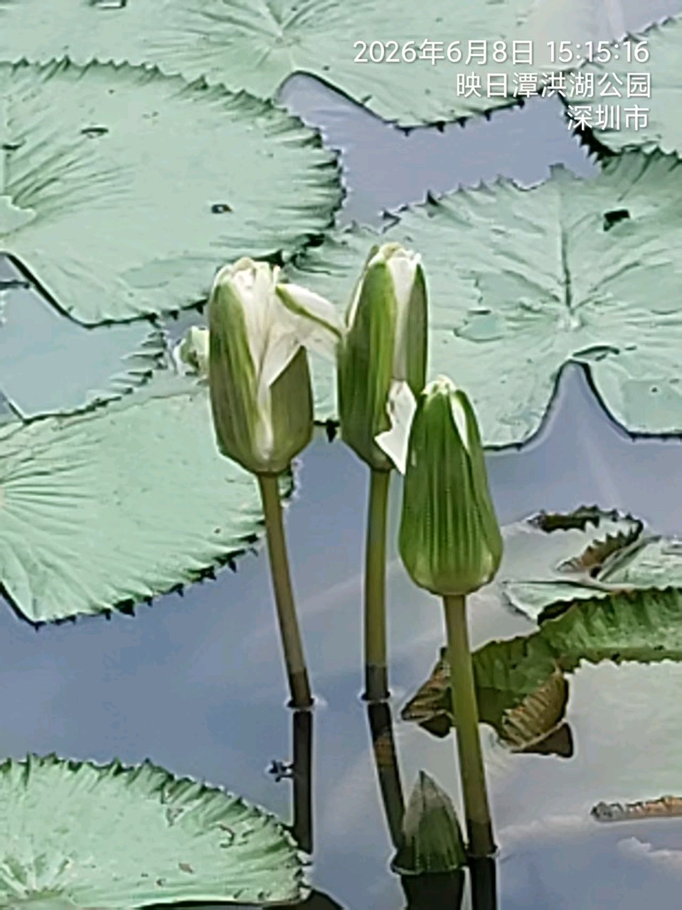三元七绝~荷花节/詹成（图4）