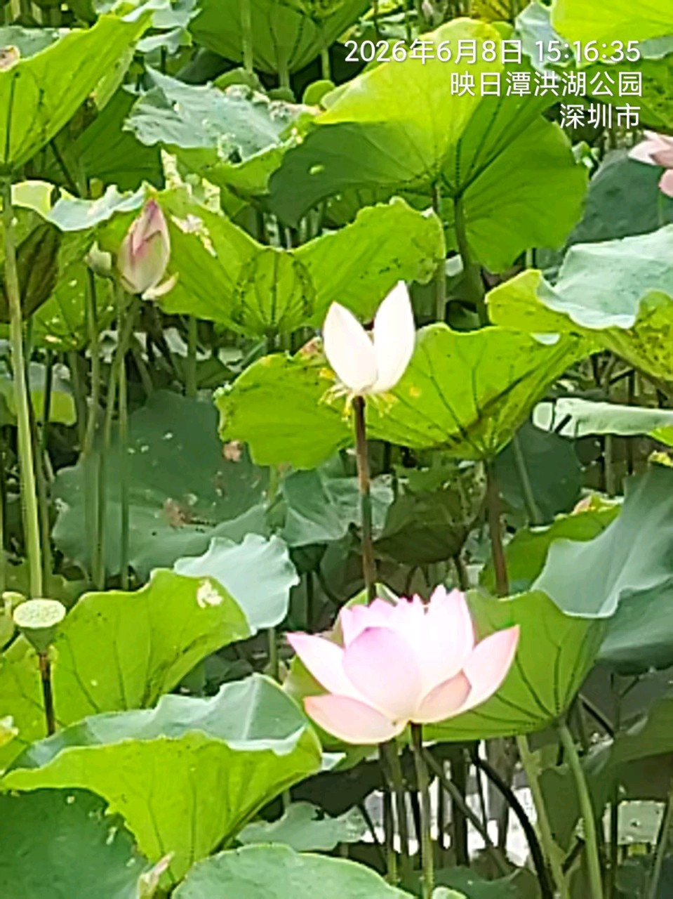三元七绝~荷花节/詹成（图3）