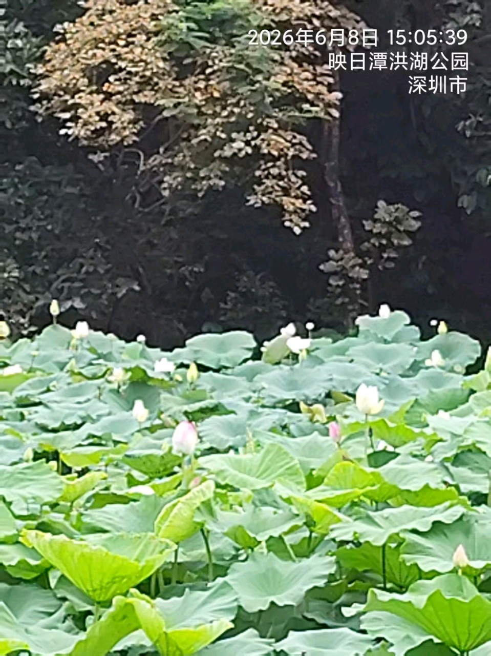 三元七绝~荷花节/詹成（图5）