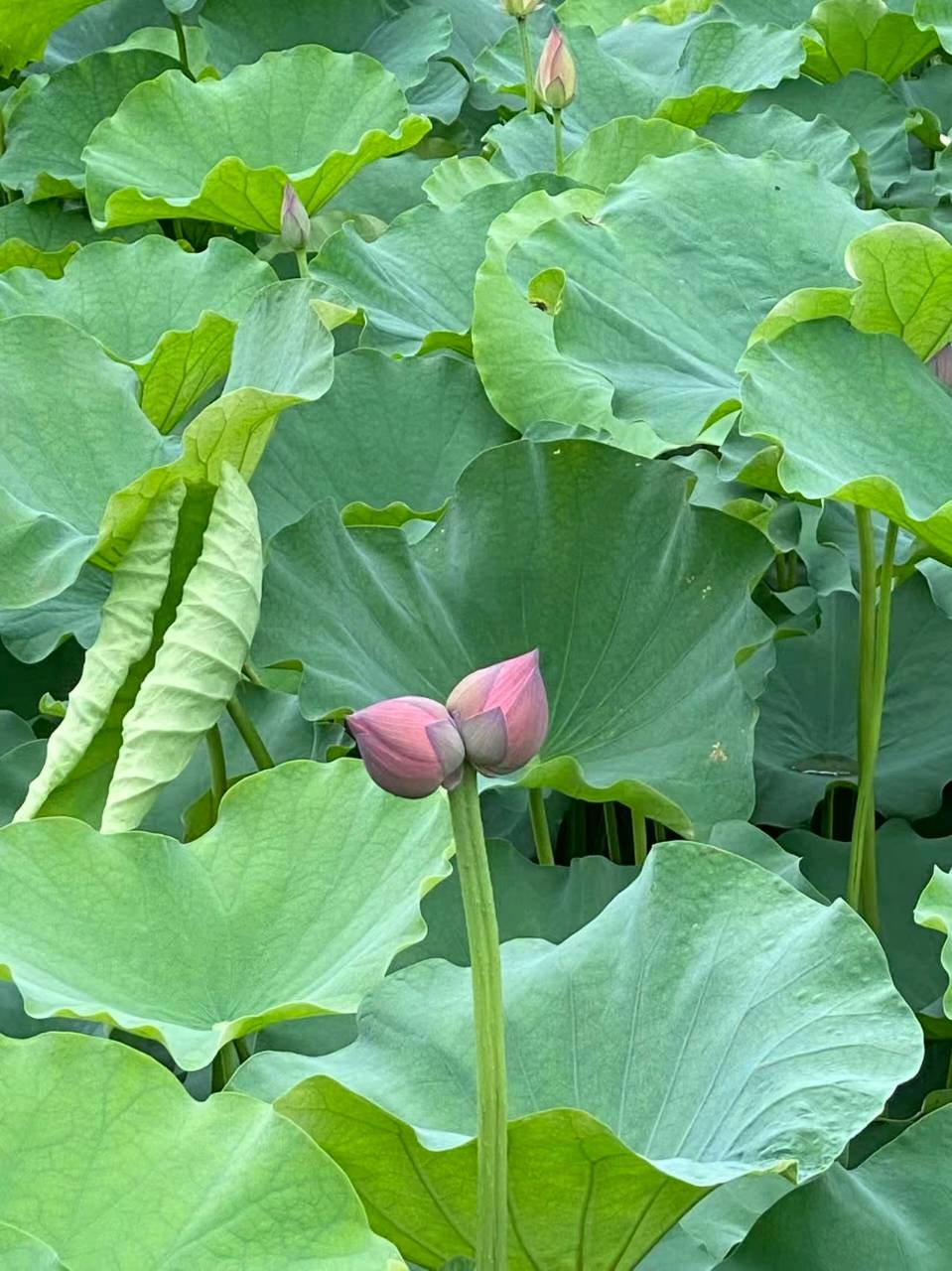 三元七绝~荷花节/詹成（图2）