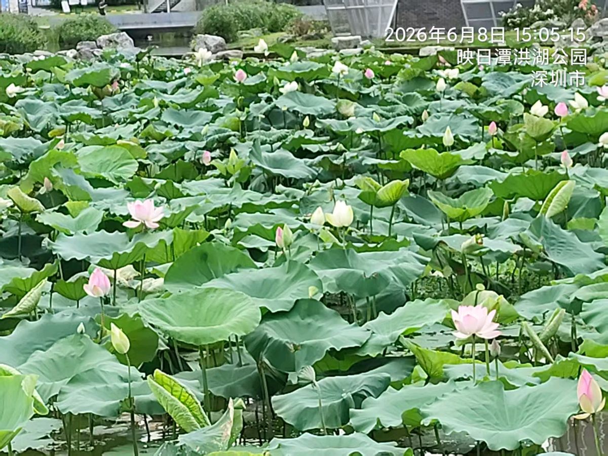 三元七绝~荷花节/詹成（图6）