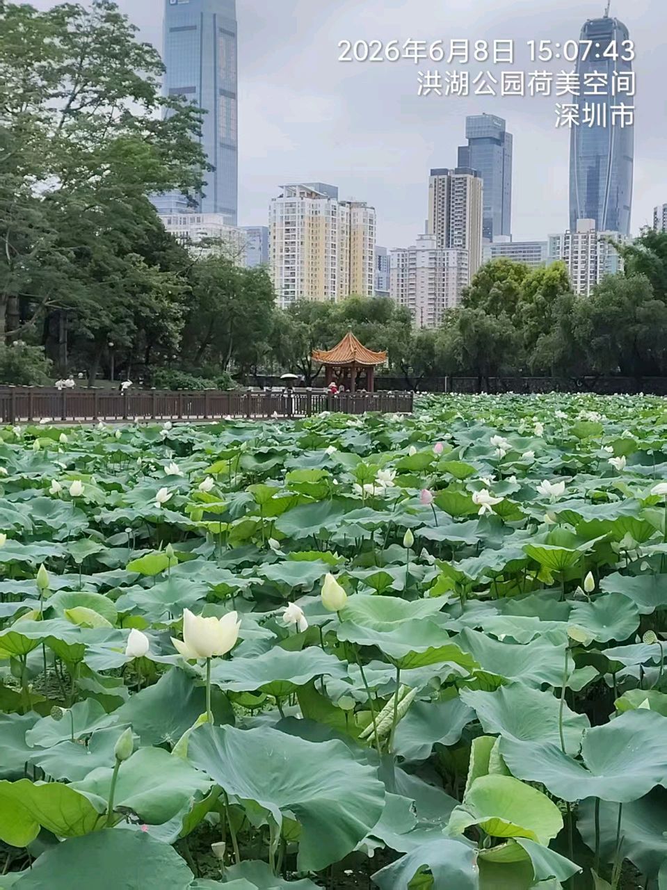 三元七绝~荷花节/詹成（图9）