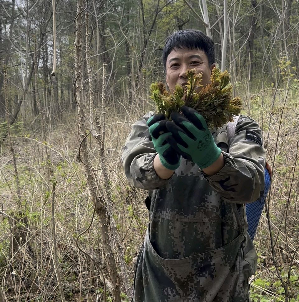 《中华好诗词》分享优秀诗人姚树学先生《深山采摘刺嫩芽》请欣赏（图4）