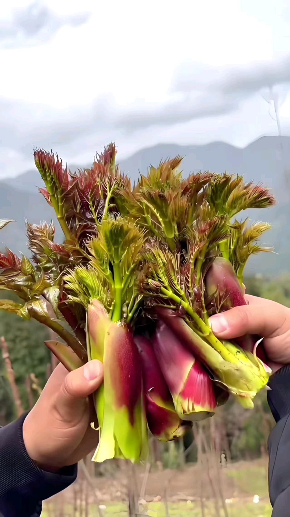 《中华好诗词》分享优秀诗人姚树学先生《深山采摘刺嫩芽》请欣赏（图5）