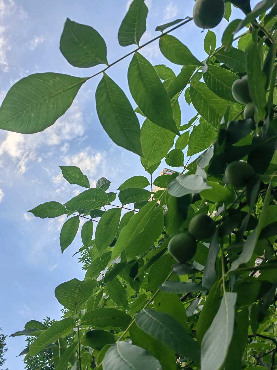 青青核桃果（图6）