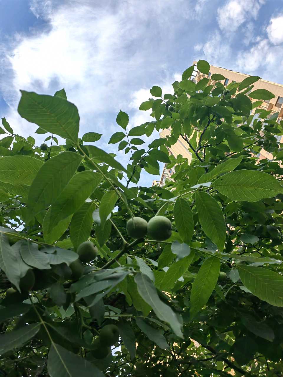 青青核桃果（图9）
