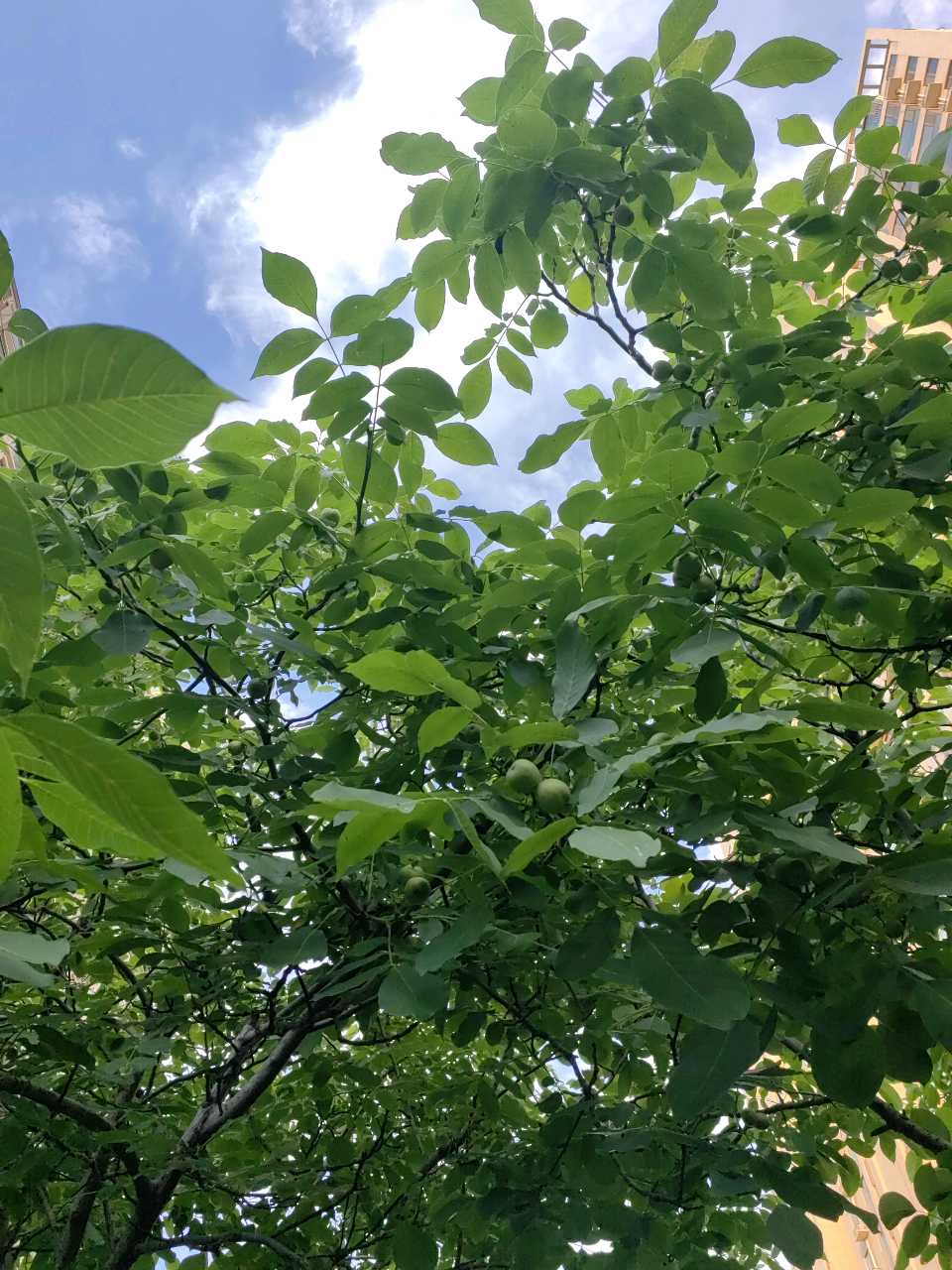 青青核桃果（图5）