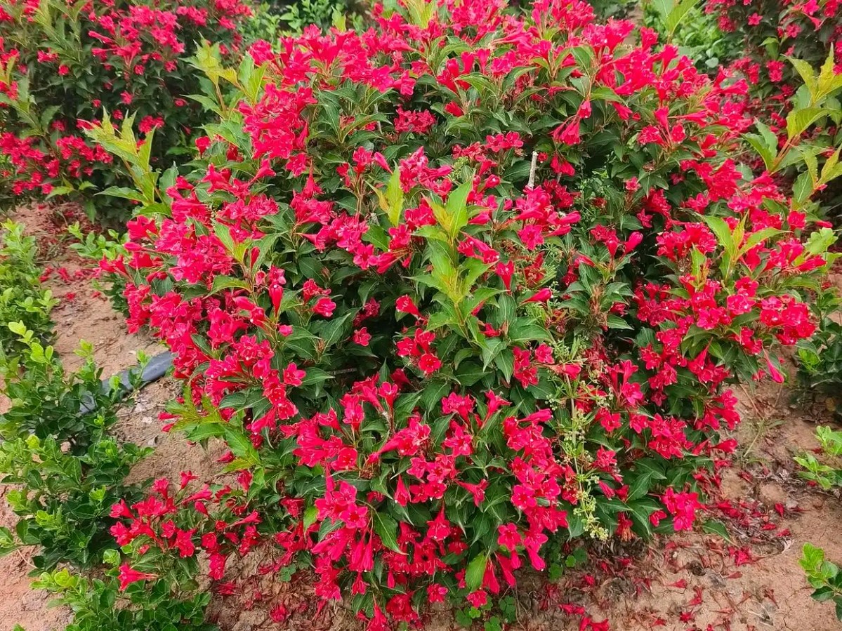 【明心文学】水川/百花争艳组诗（31）七律四首 主播/薇薇（图5）