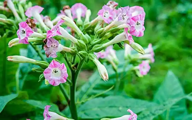 【明心文学】水川/百花争艳组诗（31）七律四首 主播/薇薇（图2）