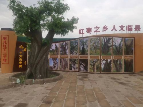中国·碛口第八届“枣儿红了”红枣旅游文化节暨2023年农民丰收节在碛口古镇盛大开幕