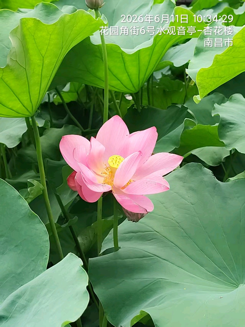 三元七绝~致敬南昌（外二首）文/詹成（图12）