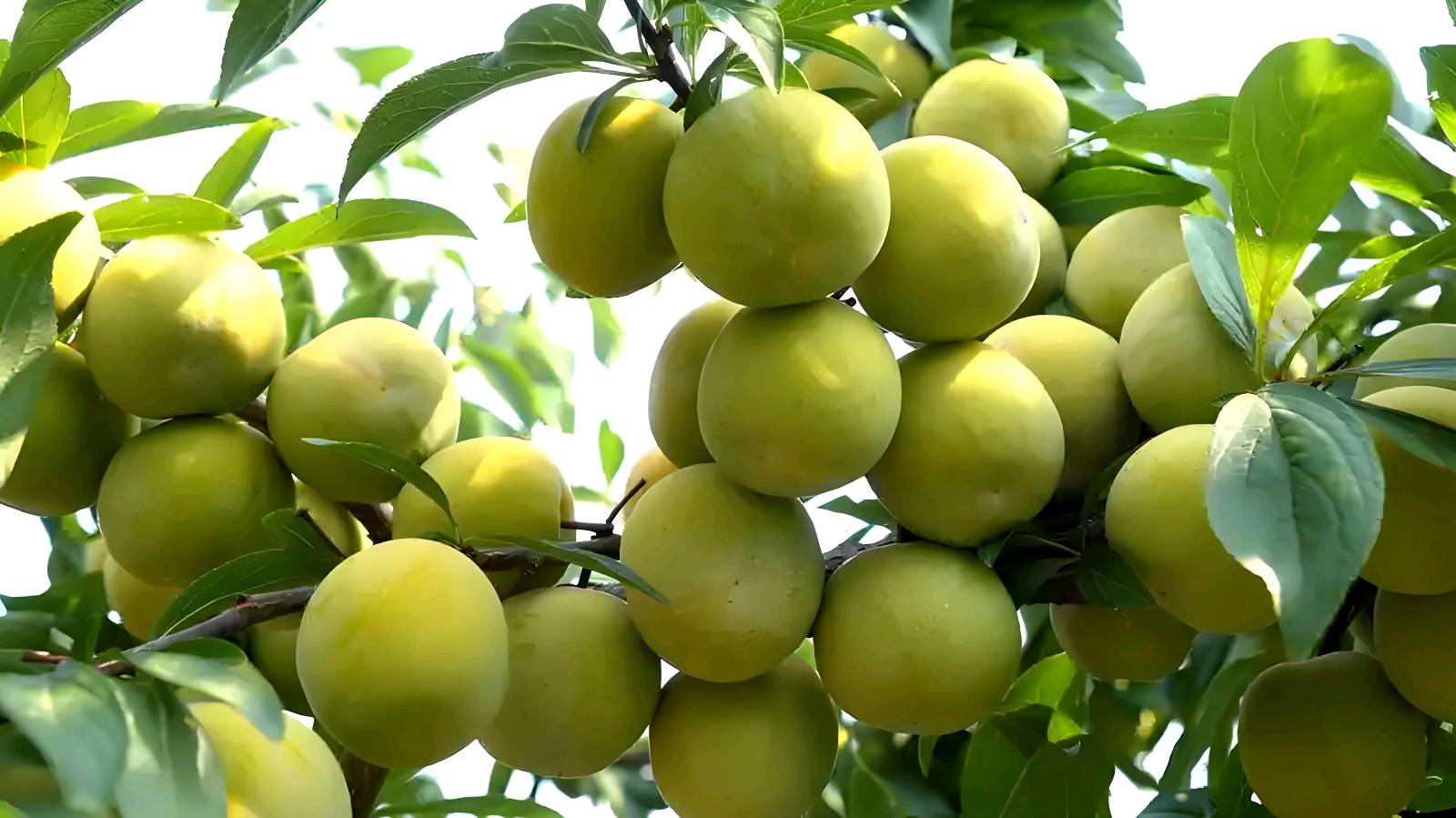 欣赏张庆彬老师七绝·李子（图3）