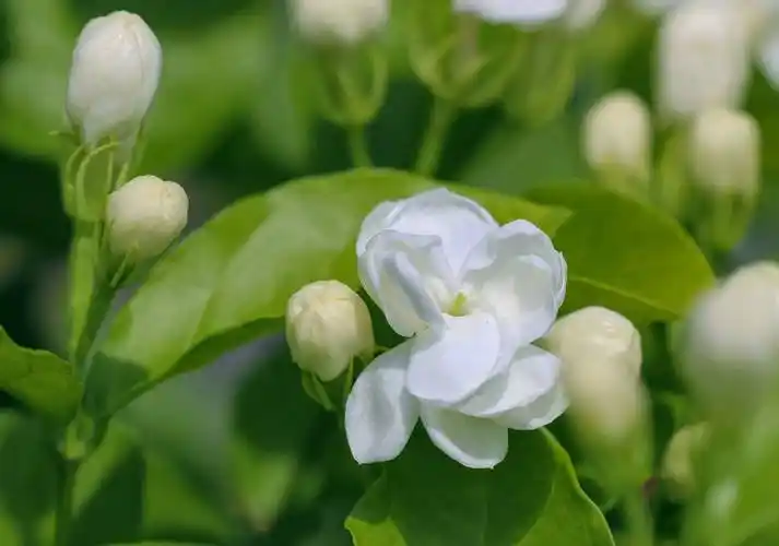 【明心文学】水川/百花争艳组诗（33）七律四首 主播/薇薇（图5）