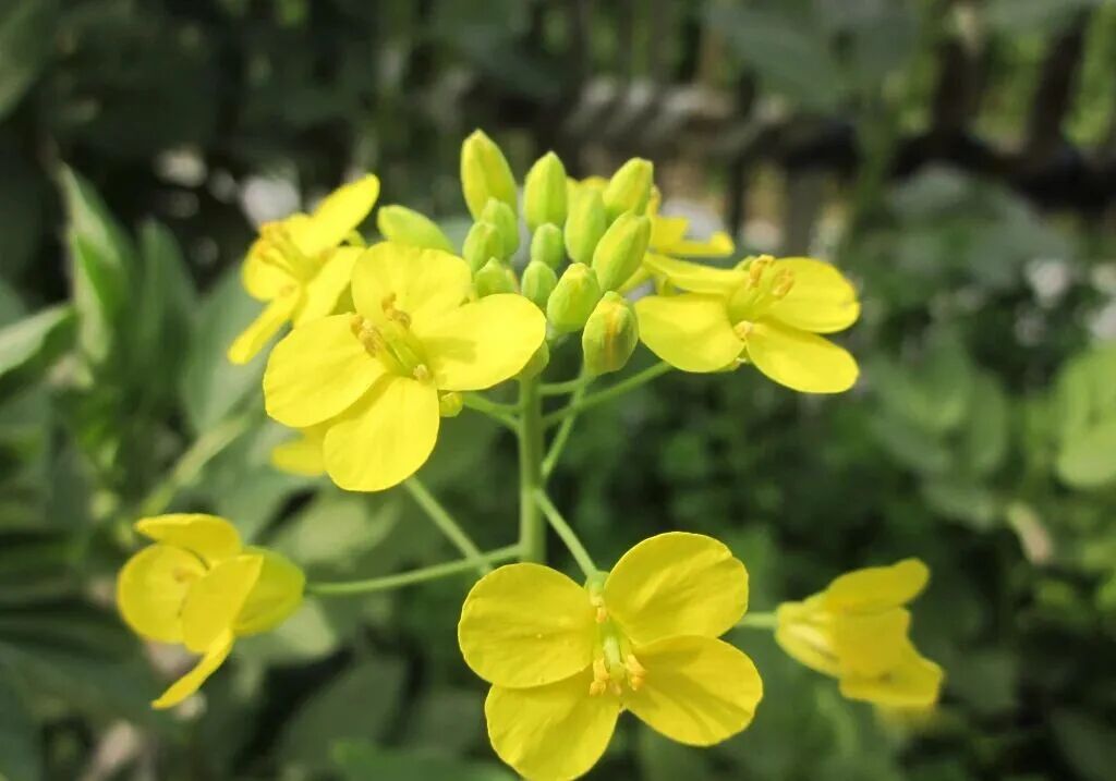 油菜花摄影图__花草_生物世界_摄影图库_昵图网