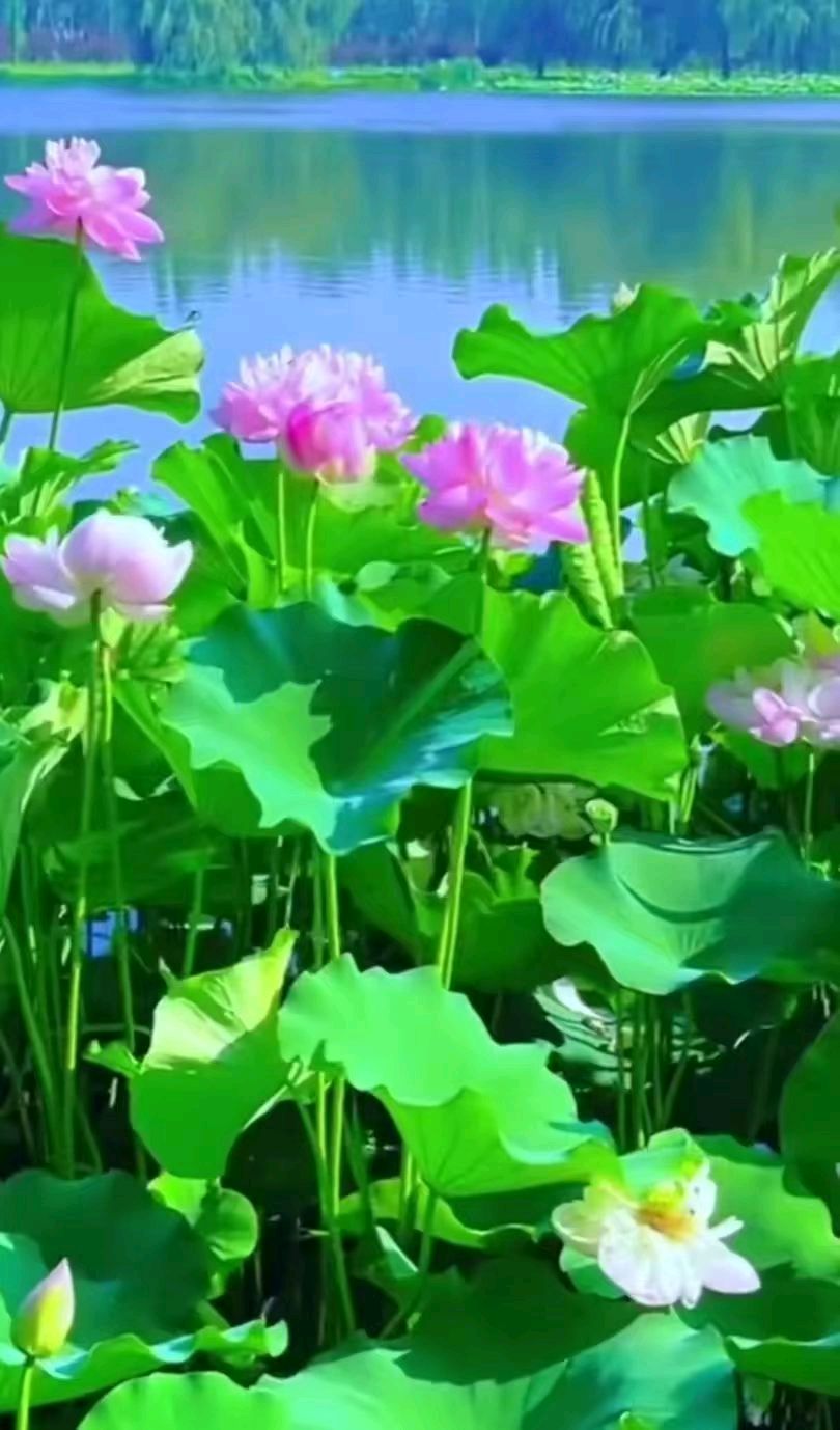 江西诗人·熊亮星 【咏六大古都】北京头条053期（图3）