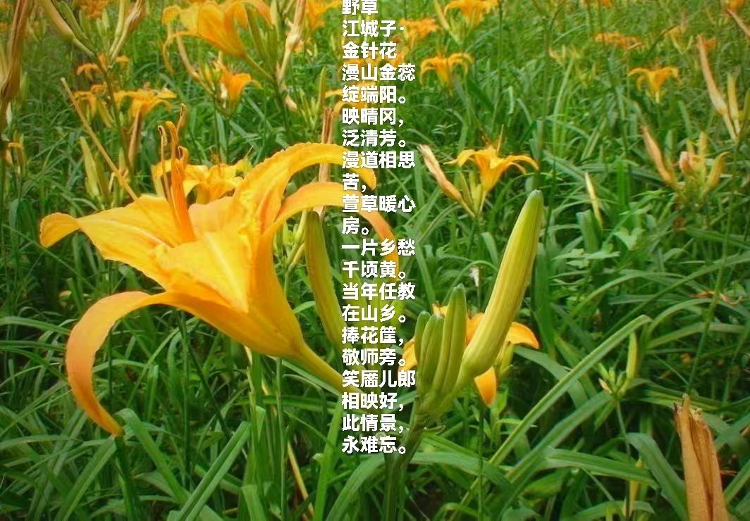 【北京头条】张文龙诗歌专辑008期（图4）