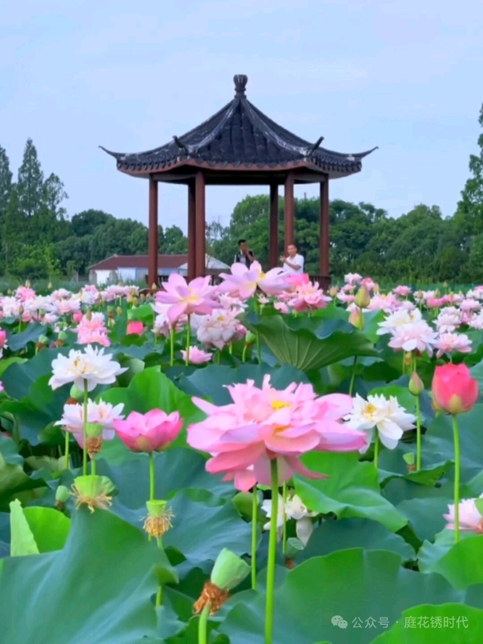 【神州源流诗苑】第1506期优秀近体诗周刊