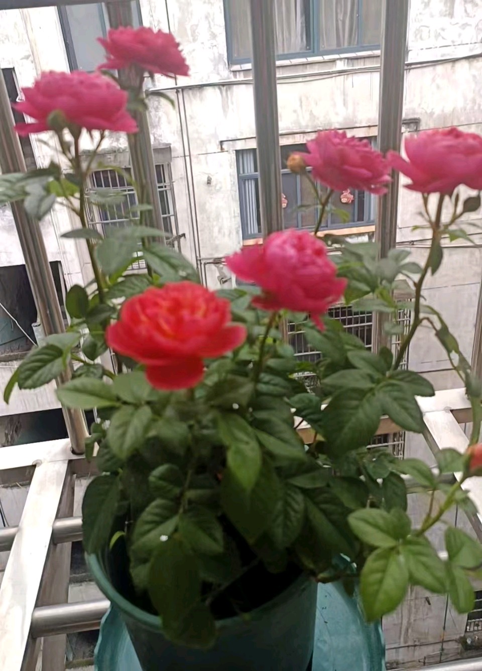 查国《雨窗观花记》（图3）