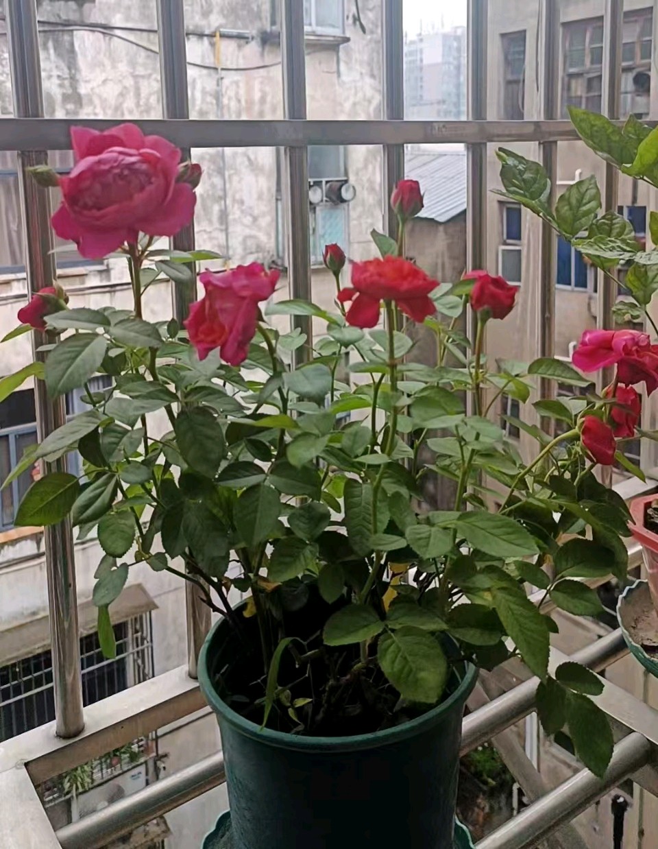查国《雨窗观花记》（图4）
