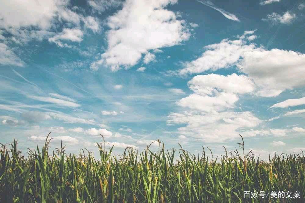 中华红旗国际诗社~北京头条~你是一片天:作者/鲤鱼跃龙门:主播/美美（图4）